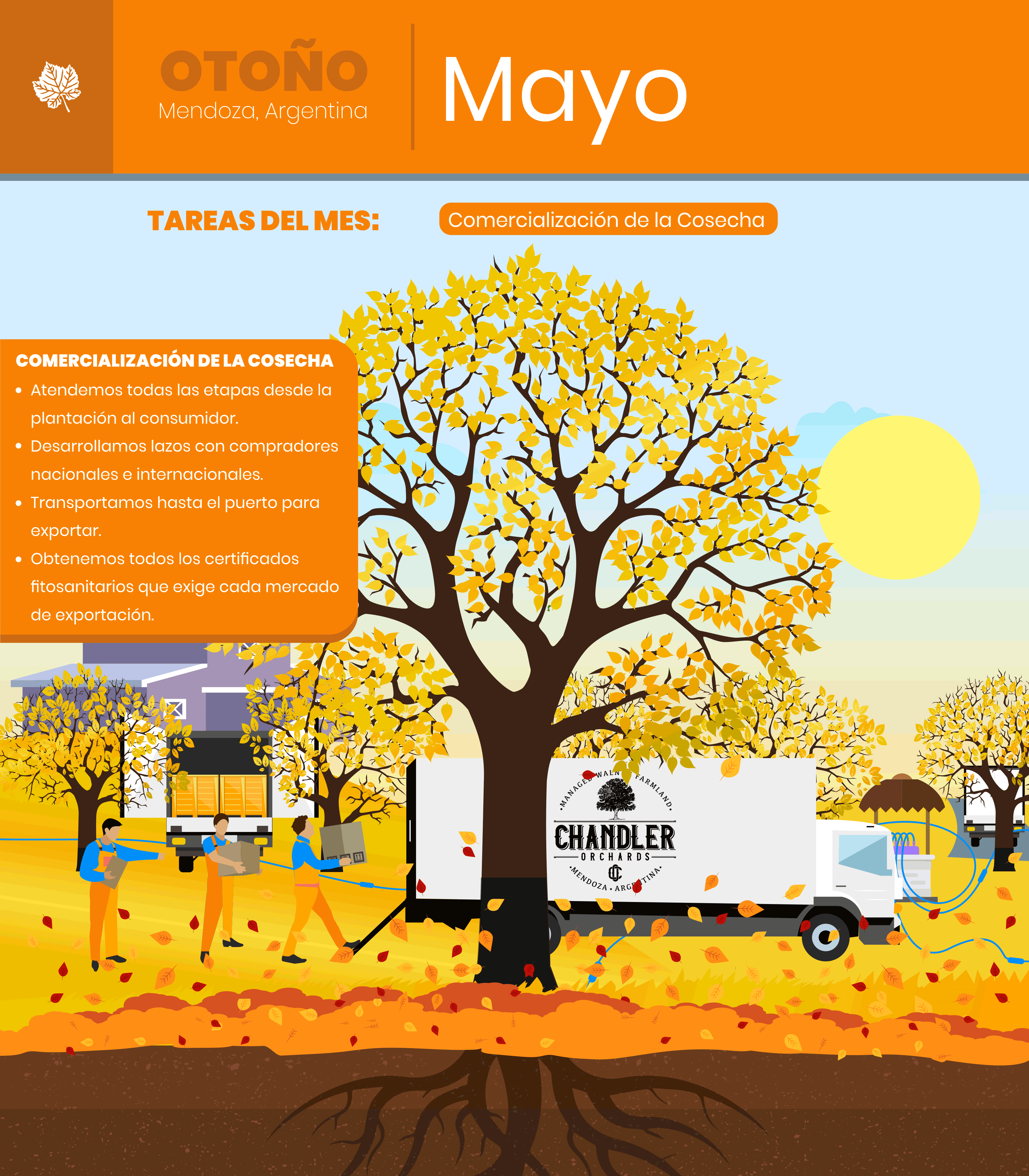 Mayo